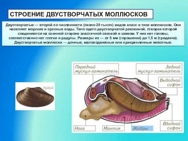 СТРОЕНИЕ ДВУСТВОРЧАТЫХ МОЛЛЮСКОВ Двустворчатые — второй по численности (около 20 тысяч) видов