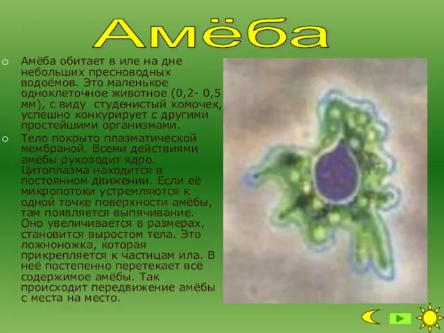 Амёба обитает в иле на дне небольших пресноводных водоёмов. Это маленькое одноклеточное