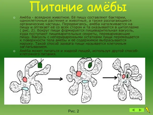 Питание амёбы Амёба - всеядное животное. Её пищу составляют бактерии, одноклеточные растения