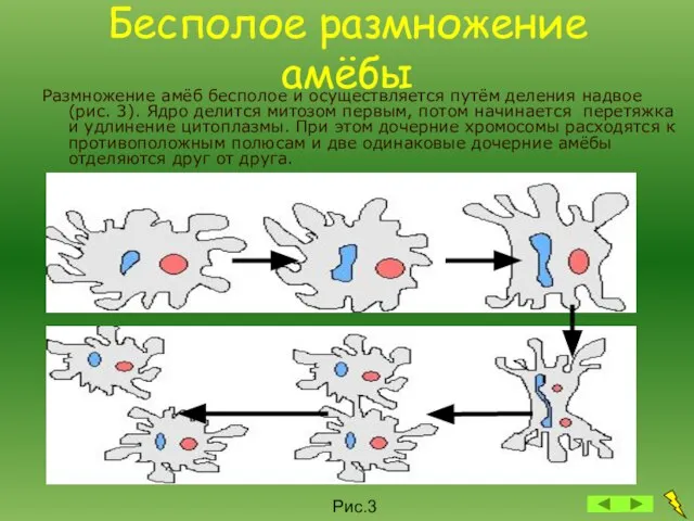 Бесполое размножение амёбы Размножение амёб бесполое и осуществляется путём деления надвое (рис.