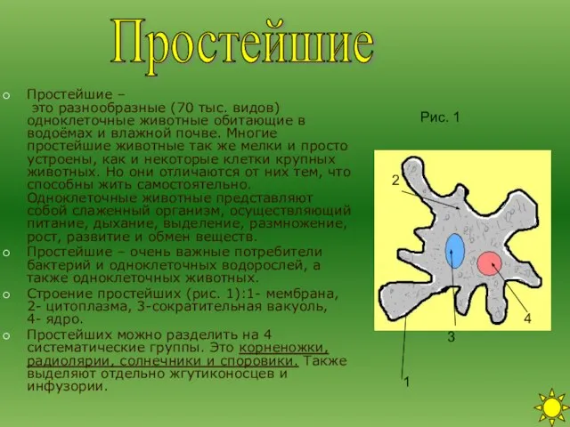 Простейшие – это разнообразные (70 тыс. видов) одноклеточные животные обитающие в водоёмах
