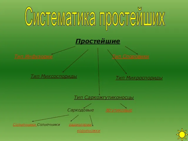 Систематика простейших Тип Споровики