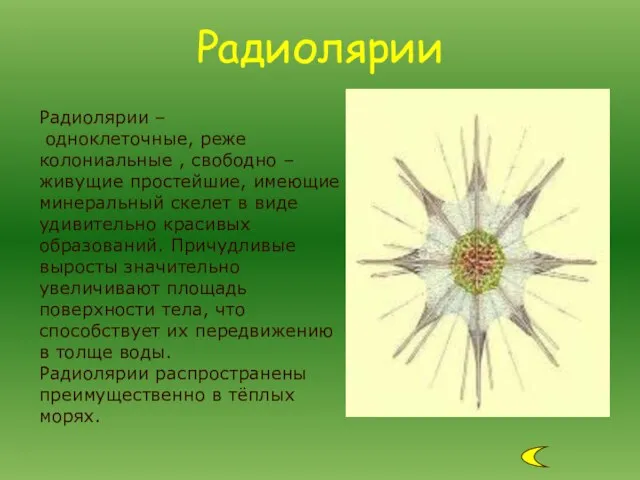 Радиолярии – одноклеточные, реже колониальные , свободно – живущие простейшие, имеющие минеральный