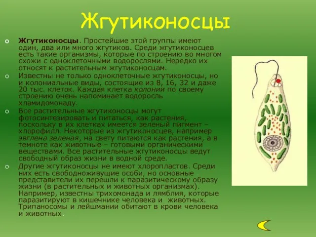 Жгутиконосцы. Простейшие этой группы имеют один, два или много жгутиков. Среди жгутиконосцев