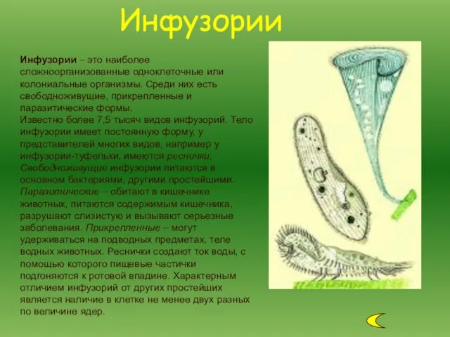 Инфузории – это наиболее сложноорганизованные одноклеточные или колониальные организмы. Среди них есть