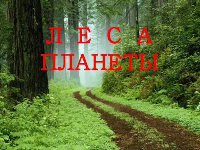 Л Е С А ПЛАНЕТЫ