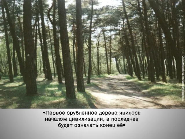 «Первое срубленное дерево явилось началом цивилизации, а последнее будет означать конец её»