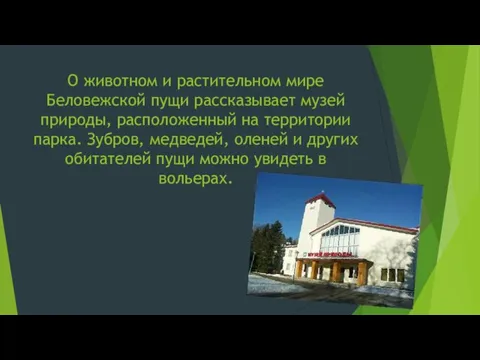 О животном и растительном мире Беловежской пущи рассказывает музей природы, расположенный на