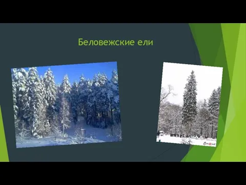 Беловежские ели