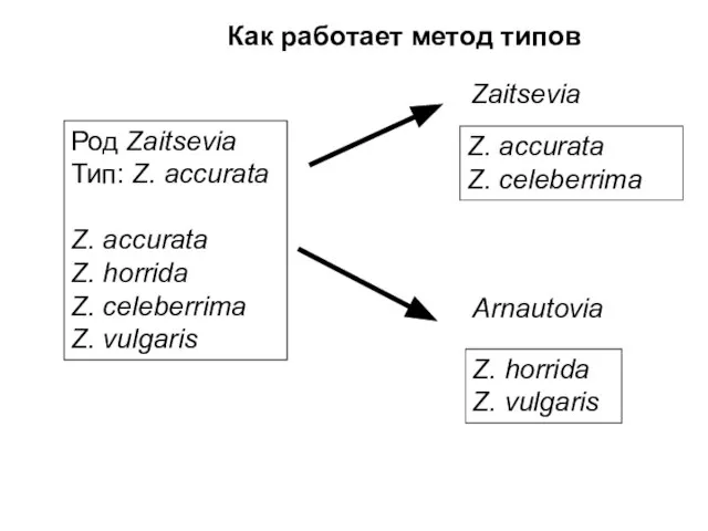 Как работает метод типов Род Zaitsevia Тип: Z. accurata Z. accurata Z.