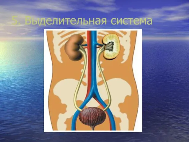 5. Выделительная система