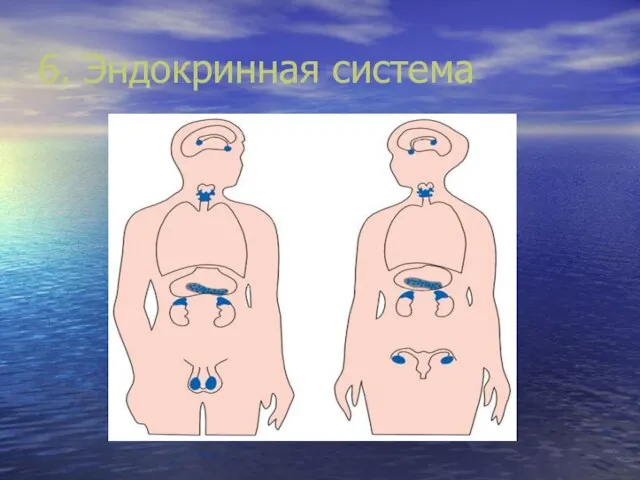 6. Эндокринная система