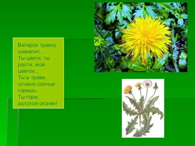 Ветерок травку шевелит... Ты цвети, ты расти, мой цветок... Ты в траве,