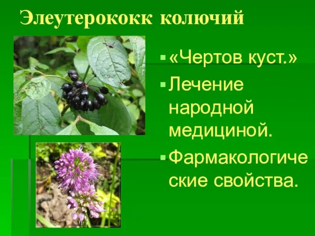 Элеутерококк колючий «Чертов куст.» Лечение народной медициной. Фармакологические свойства.