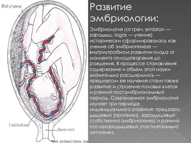 Развитие эмбриологии: Эмбриология (от греч. embrion — зародыш, logos — учение) исторически