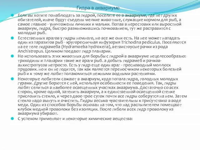 Гидра в аквариуме Если вы хотите понаблюдать за гидрой, поселите ее в