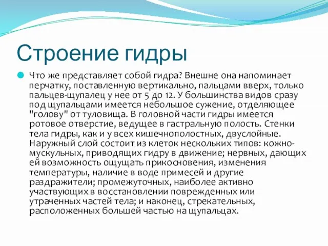 Строение гидры Что же представляет собой гидра? Внешне она напоминает перчатку, поставленную