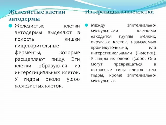 Железистые клетки энтодермы Интерстициальные клетки Железистые клетки энтодермы выделяют в полость кишки