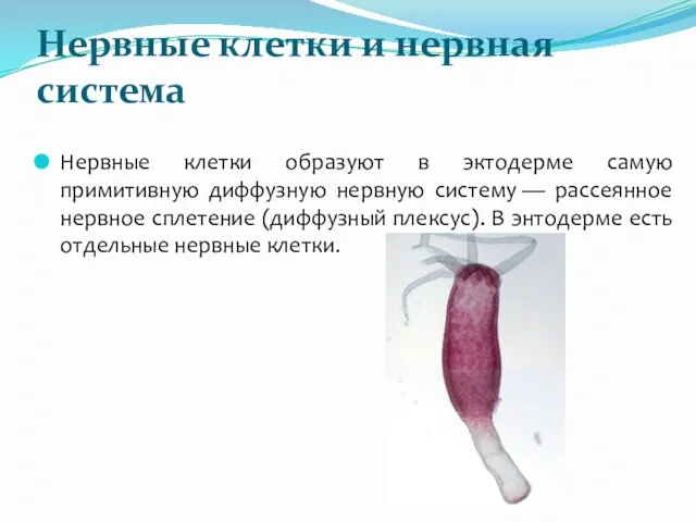 Нервные клетки и нервная система Нервные клетки образуют в эктодерме самую примитивную