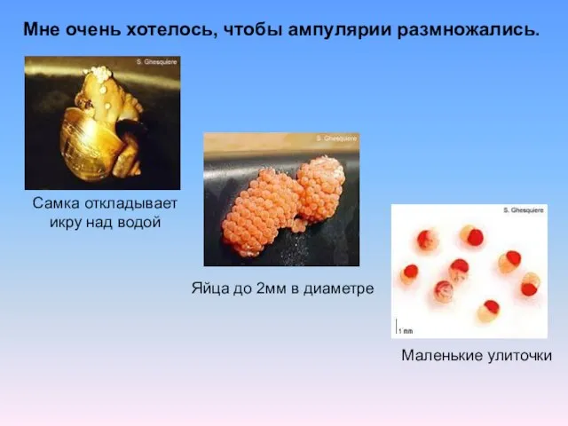 Мне очень хотелось, чтобы ампулярии размножались. Яйца до 2мм в диаметре Маленькие