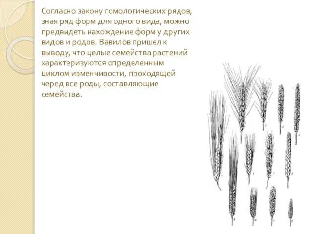 Согласно закону гомологических рядов, зная ряд форм для одного вида, можно предвидеть