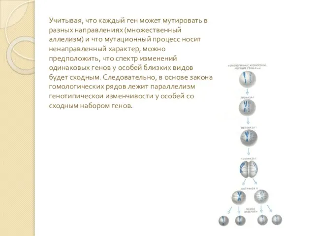 Учитывая, что каждый ген может мутировать в разных направлениях (множественный аллелизм) и