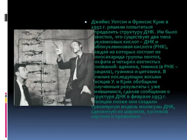 Джеймс Уотсон и Френсис Крик в 1952 г. решили попытаться определить структуру