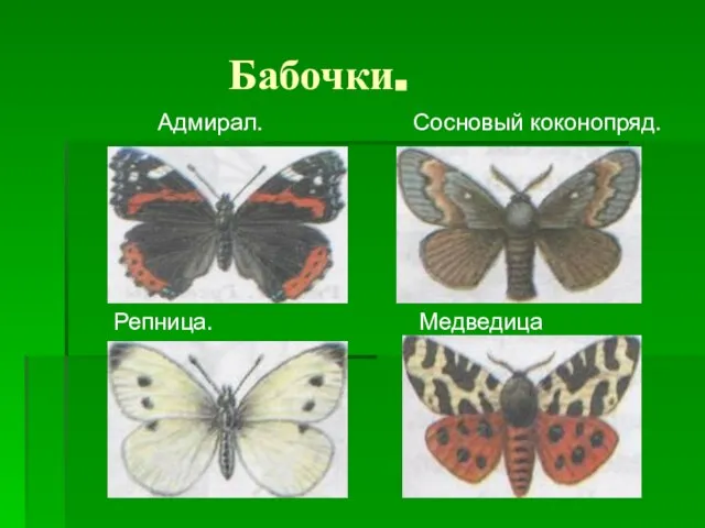 Бабочки. Адмирал. Сосновый коконопряд. Репница. Медведица