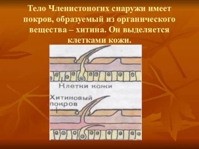 Тело Членистоногих снаружи имеет покров, образуемый из органического вещества – хитина. Он выделяется клетками кожи.