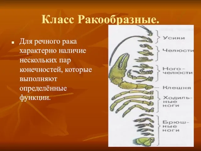 Класс Ракообразные. Для речного рака характерно наличие нескольких пар конечностей, которые выполняют определённые функции.