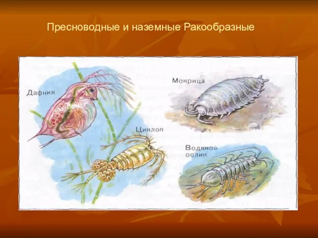 Пресноводные и наземные Ракообразные.