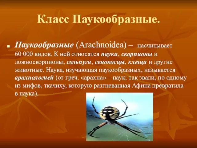 Класс Паукообразные. Паукообразные (Arachnoidea) – насчитывает 60 000 видов. К ней относятся