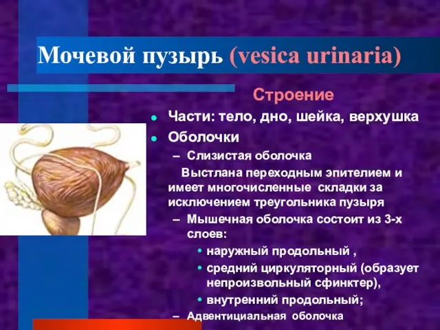 Мочевой пузырь (vesica urinaria) Строение Части: тело, дно, шейка, верхушка Оболочки Слизистая