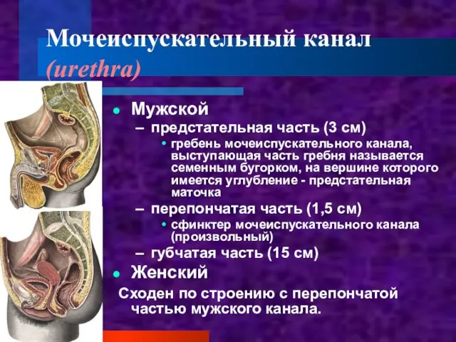 Мочеиспускательный канал (urethra) Мужской предстательная часть (3 см) гребень мочеиспускательного канала, выступающая