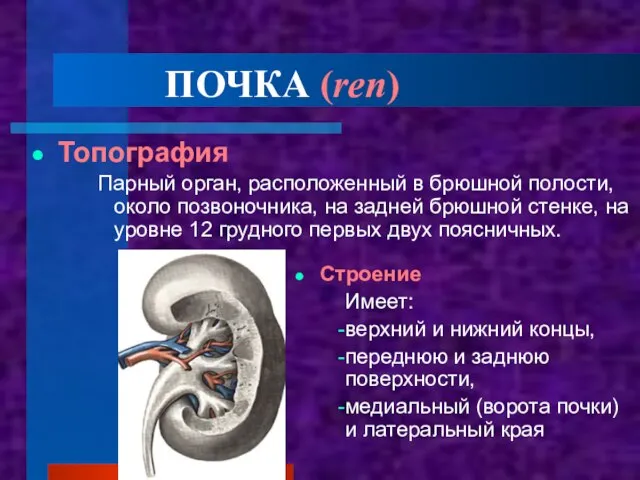 ПОЧКА (ren) Топография Парный орган, расположенный в брюшной полости, около позвоночника, на