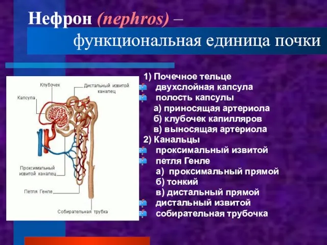 Нефрон (nephros) – функциональная единица почки 1) Почечное тельце двухслойная капсула полость