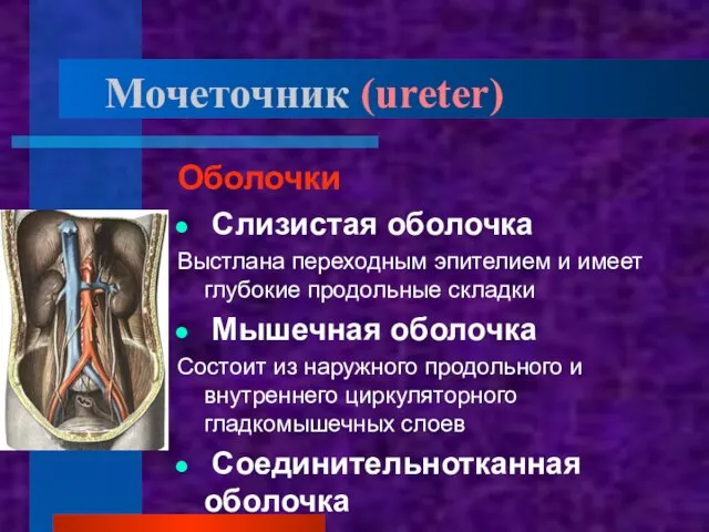 Мочеточник (ureter) Оболочки Слизистая оболочка Выстлана переходным эпителием и имеет глубокие продольные