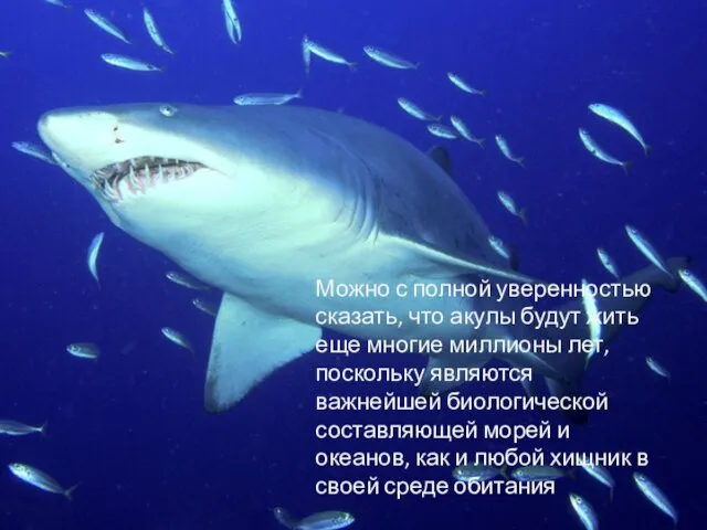 Можно с полной уверенностью сказать, что акулы будут жить еще многие миллионы