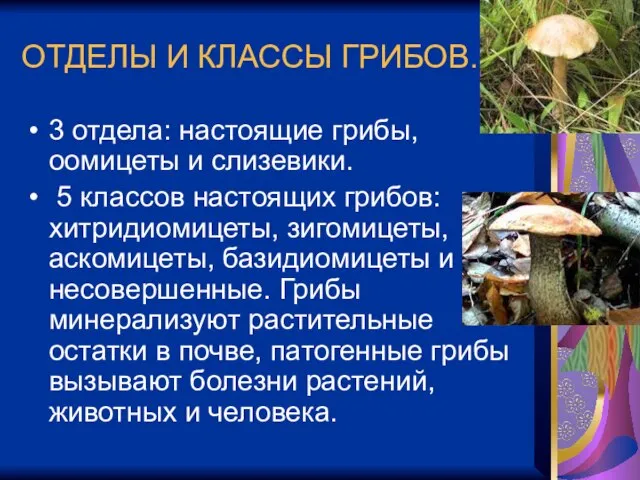 ОТДЕЛЫ И КЛАССЫ ГРИБОВ. 3 отдела: настоящие грибы, оомицеты и слизевики. 5