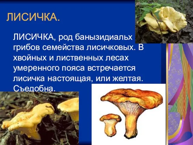 ЛИСИЧКА. ЛИСИЧКА, род банызидиальх грибов семейства лисичковых. В хвойных и лиственных лесах