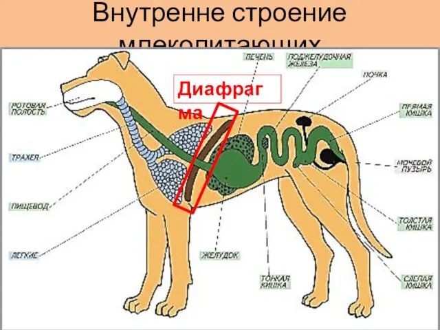 Внутренне строение млекопитающих Диафрагма