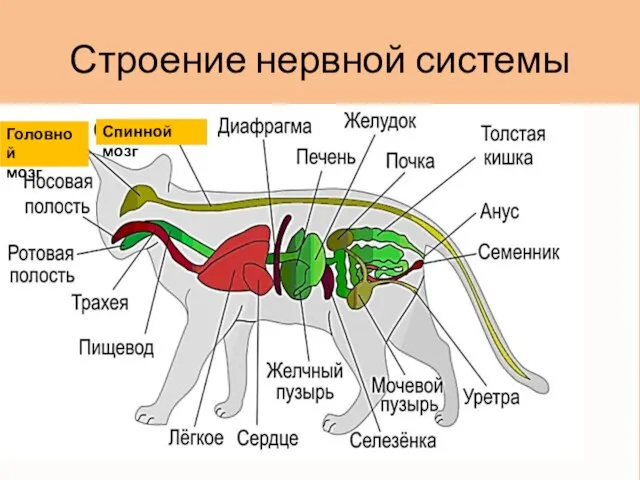 Строение нервной системы Головной мозг Спинной мозг