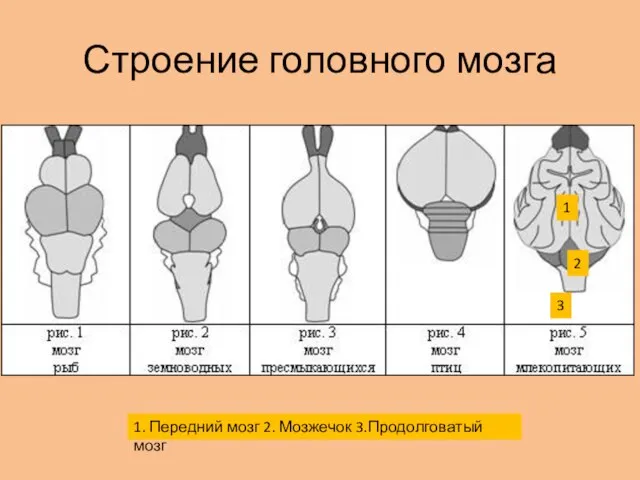 Строение головного мозга 1 1. Передний мозг 2. Мозжечок 3.Продолговатый мозг 2 3