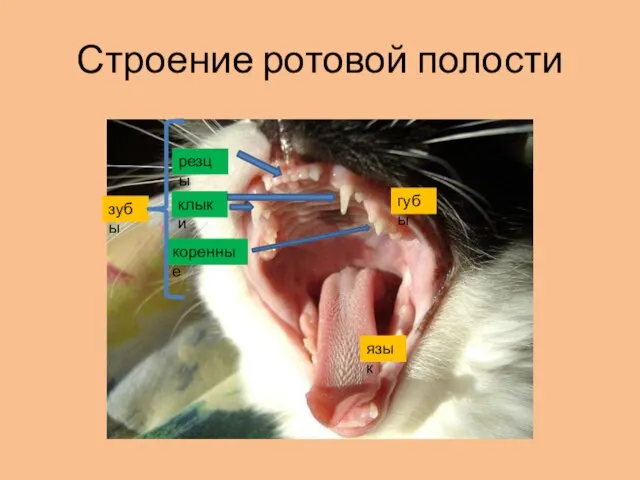 Строение ротовой полости губы зубы язык резцы клыки коренные