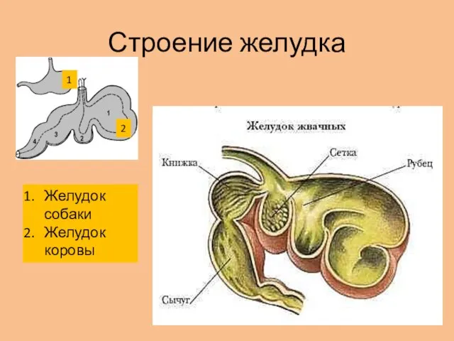 Строение желудка Желудок собаки Желудок коровы 1 2