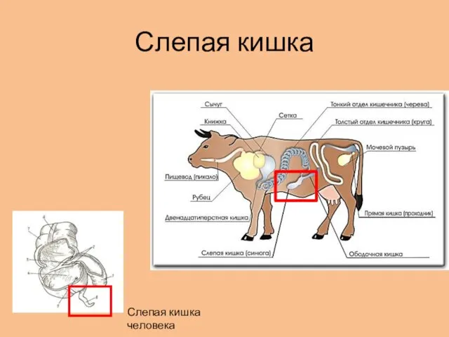 Слепая кишка Слепая кишка человека