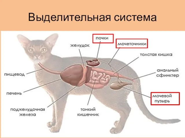 Выделительная система