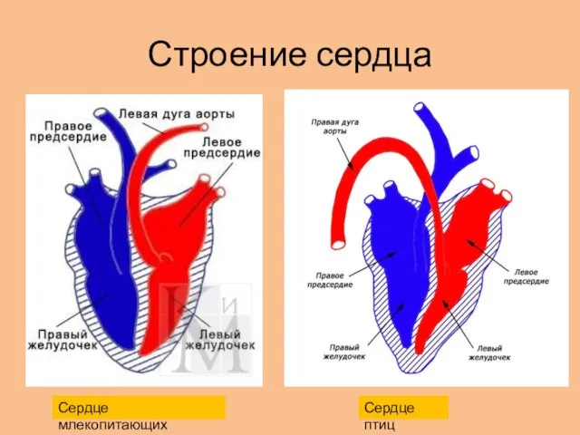 Строение сердца Сердце млекопитающих Сердце птиц