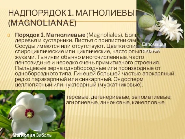 Надпорядок 1. Магнолиевые (Magnolianae) Порядок 1. Магнолиевые (Magnoliales). Большей частью деревья и