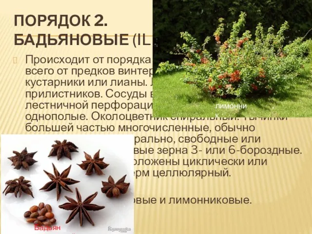 Порядок 2. Бадьяновые (Illiciales). Происходит от порядка магнолиевых, вероятнее всего от предков